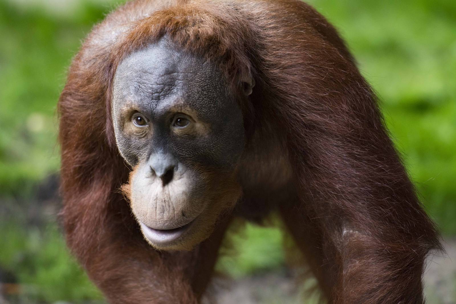 Sumatran Orangutan Budi