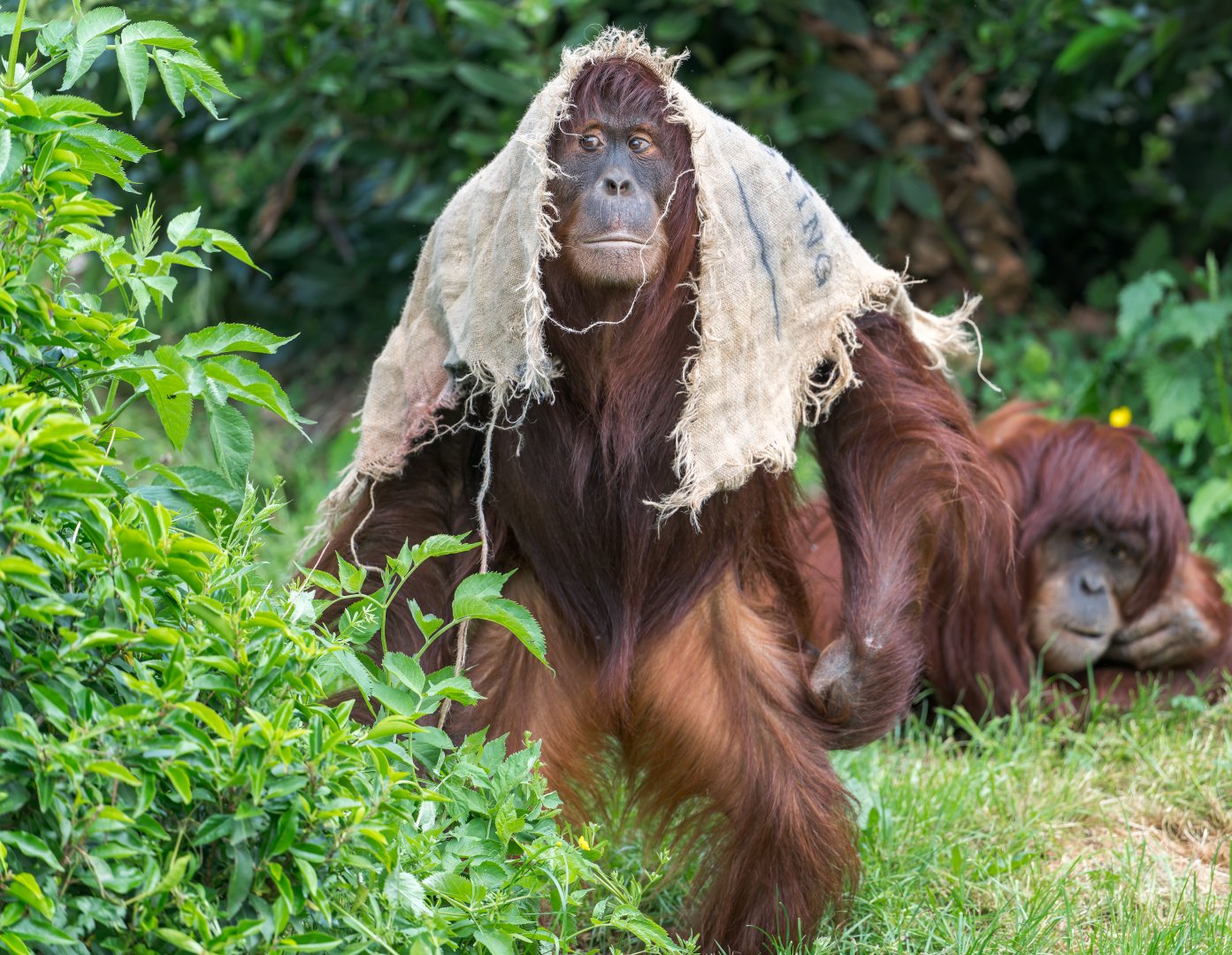 Sumatran orangutan, Chester, UK