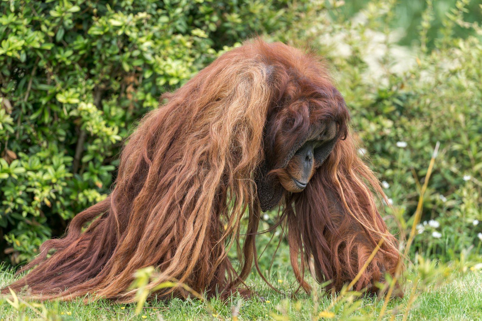 Sumatran orangutan, Chester, UK