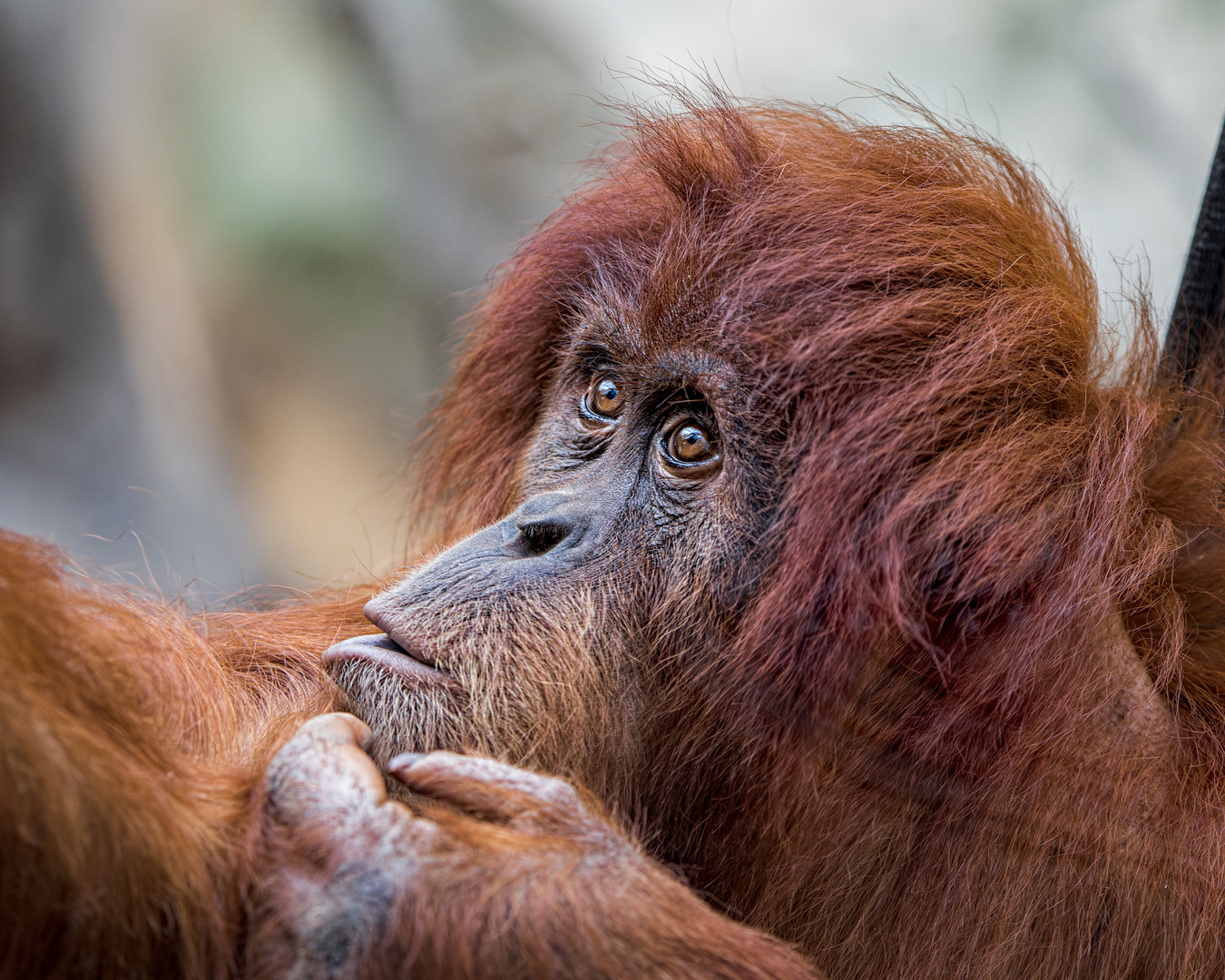Sumatran Orangutan / Chester Zoo / 9-9-22