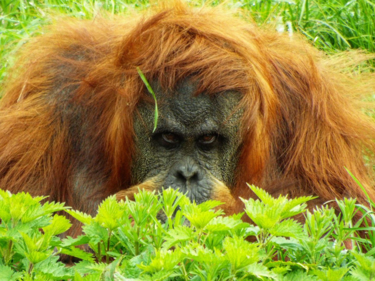Sumatran Orangutan - Chester