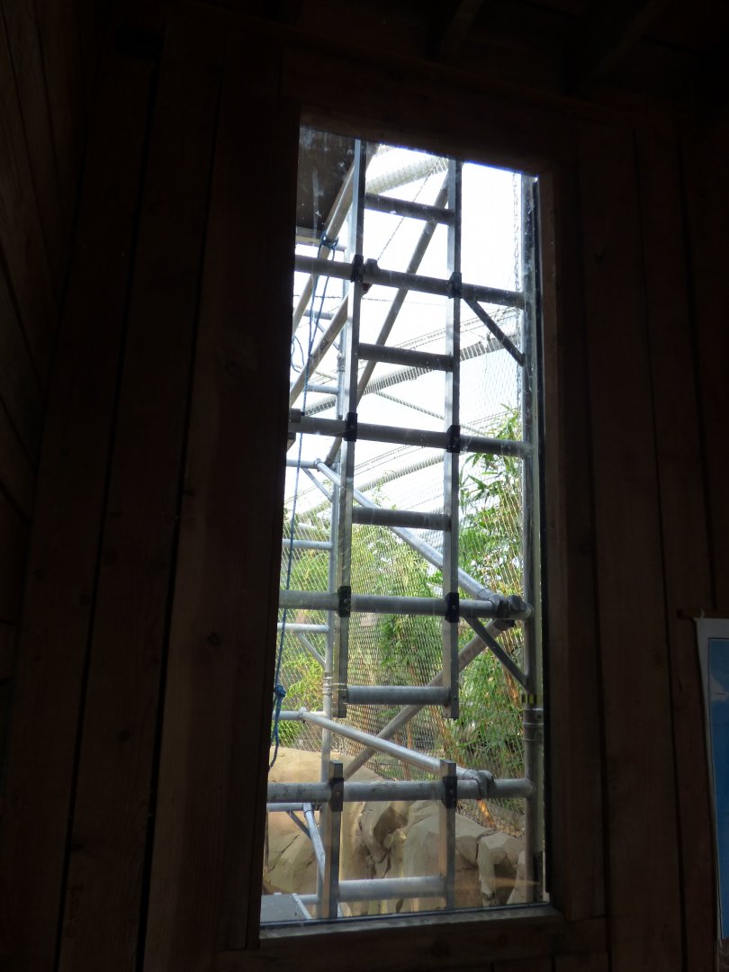 Sumatran Orangutan Construction Work