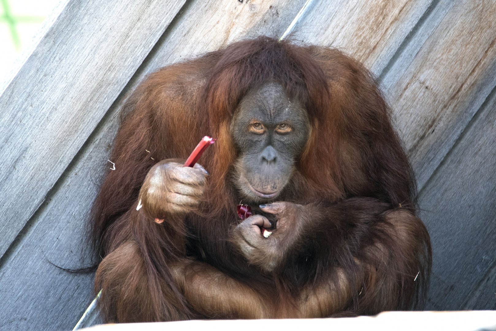 Sumatran orangutan 'Dewi'