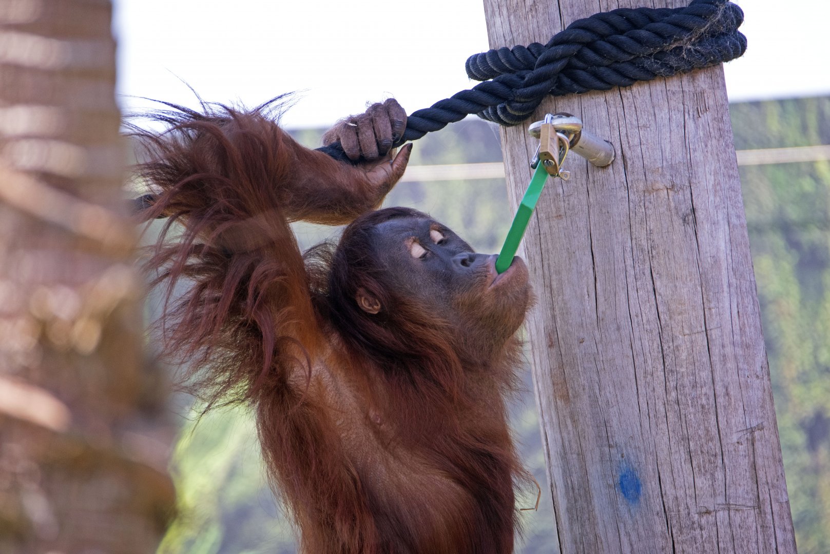 Sumatran orangutan 'Dewi'