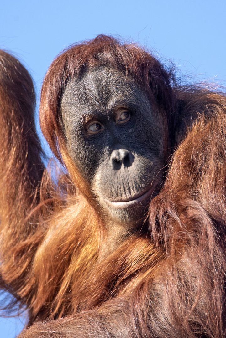 Sumatran orangutan 'Dewi'