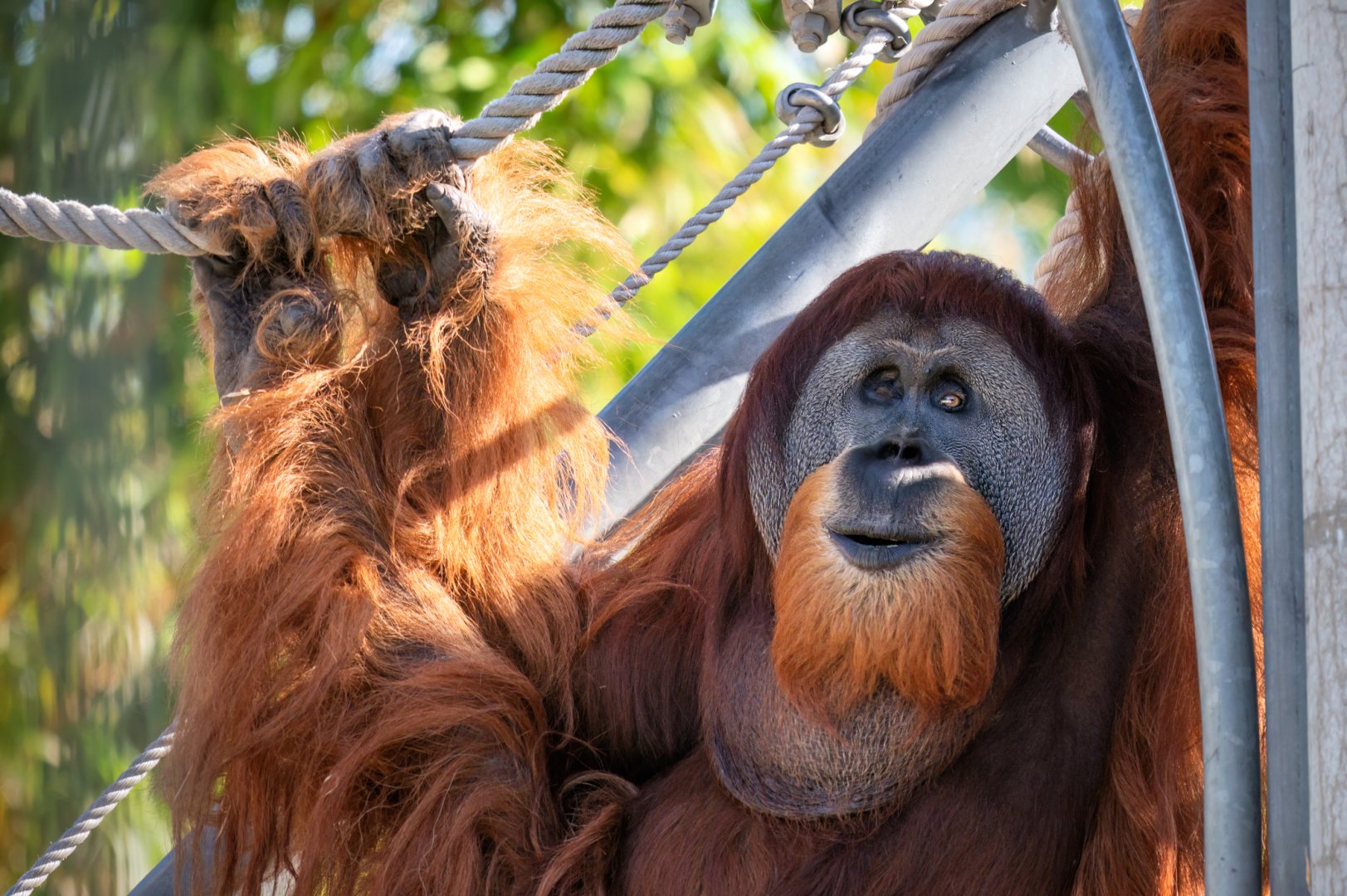 Sumatran orangutan 'Dinar'