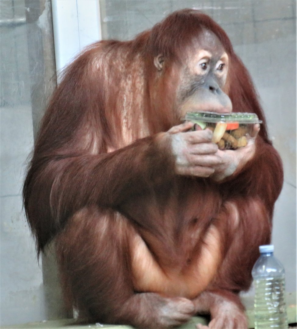 Sumatran orangutan eating packaged food