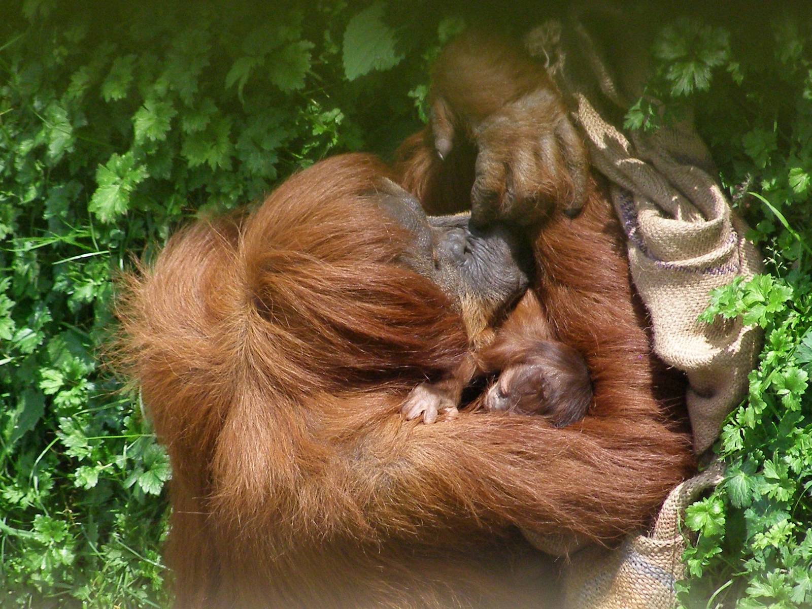 Sumatran Orangutan Emma and newborn..