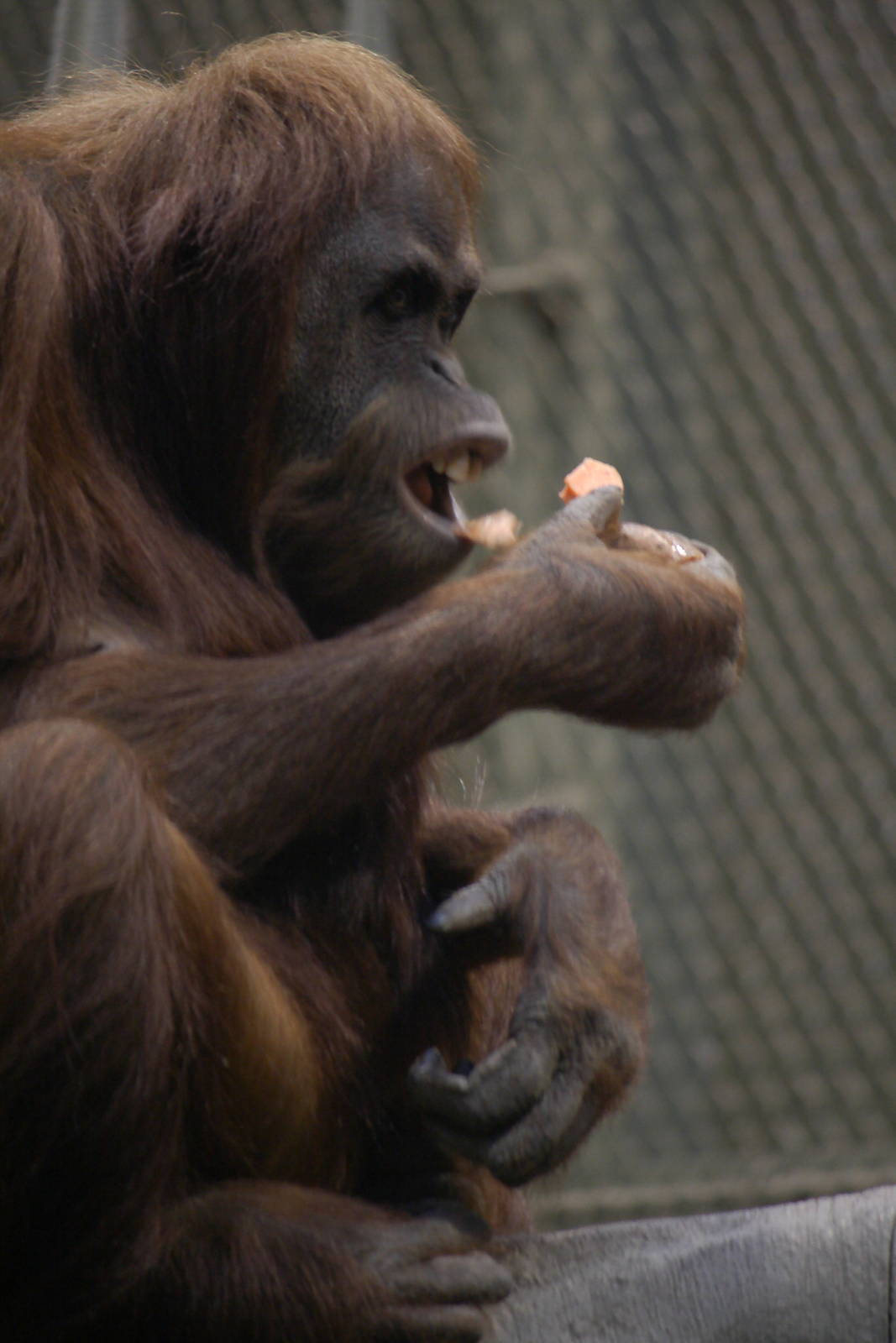 Sumatran orangutan 'Emma'