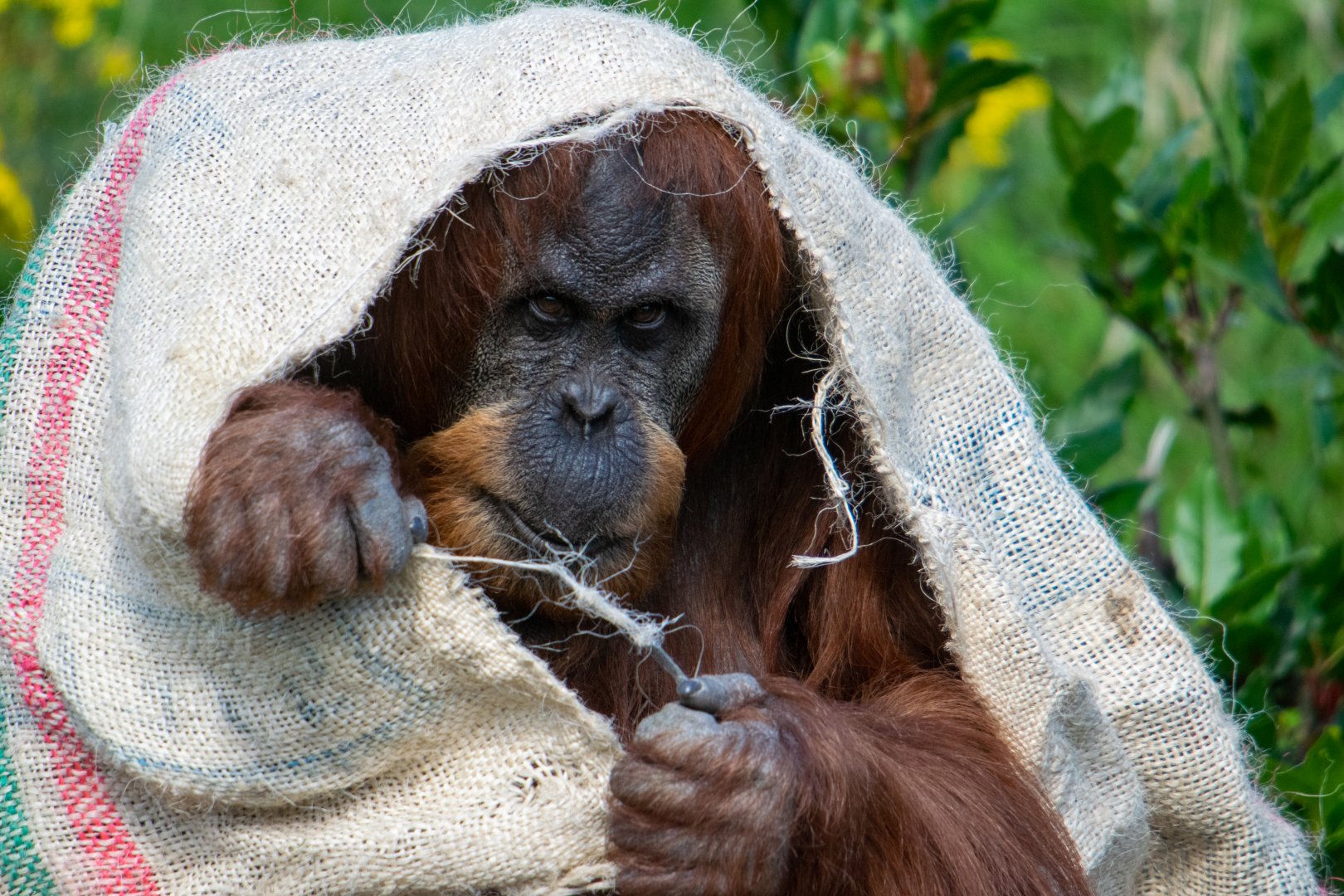 Sumatran Orangutan - Emma