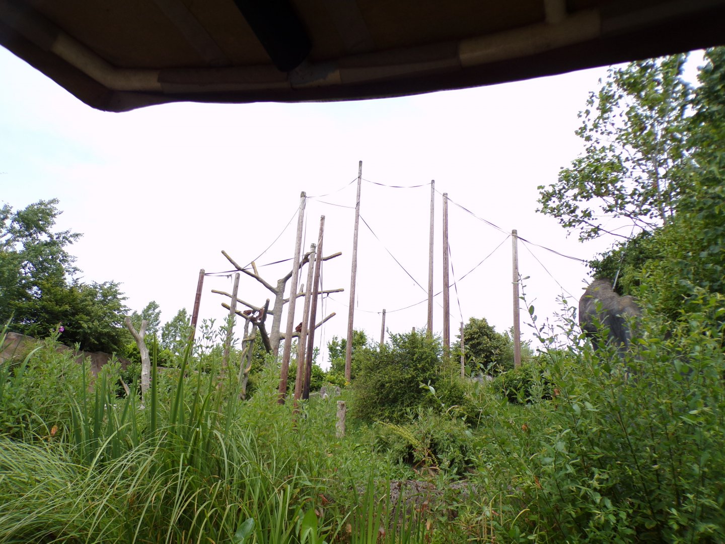 Sumatran orangutan enclosure 29.6.24