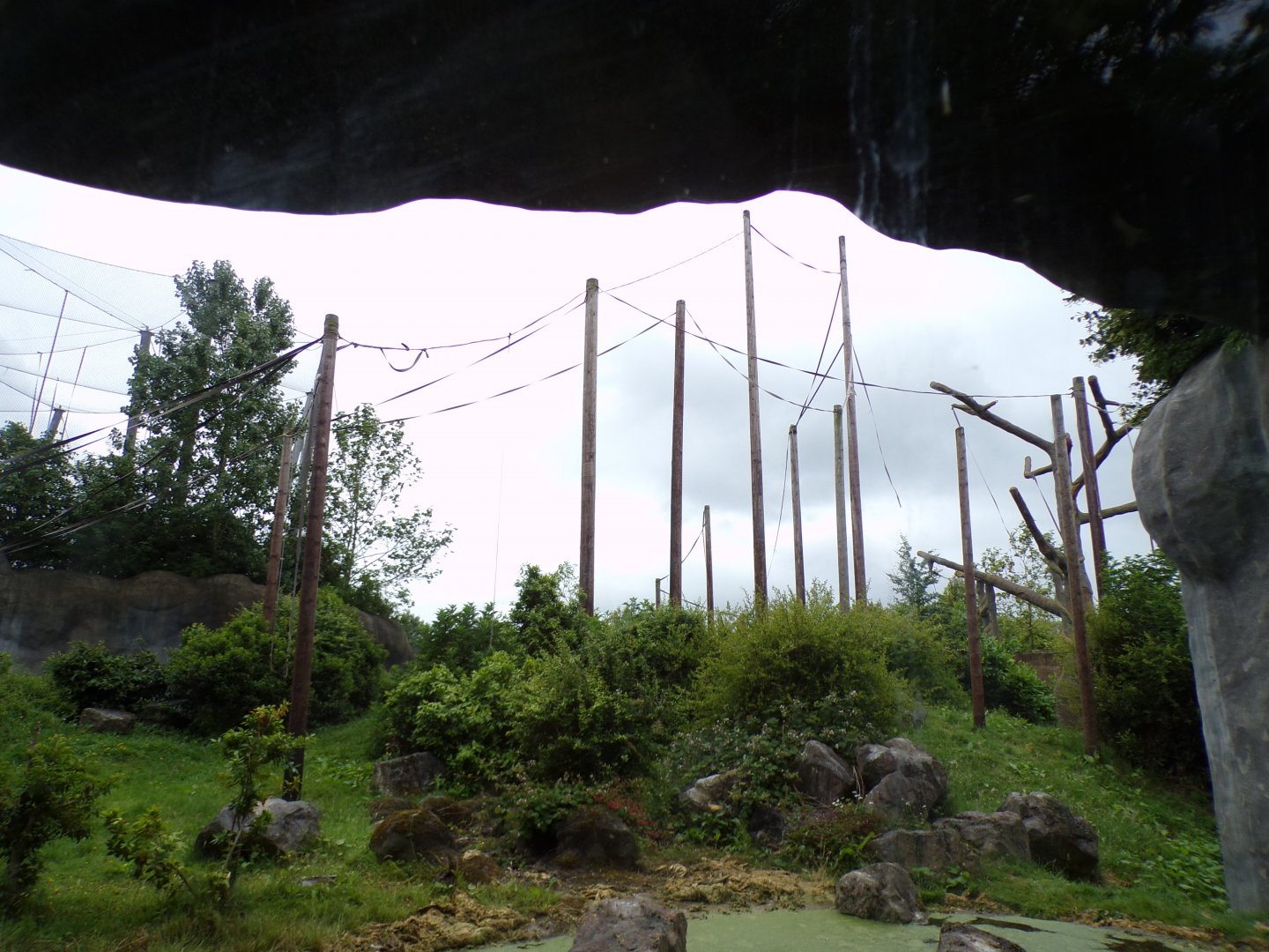 Sumatran orangutan enclosure 29.6.24