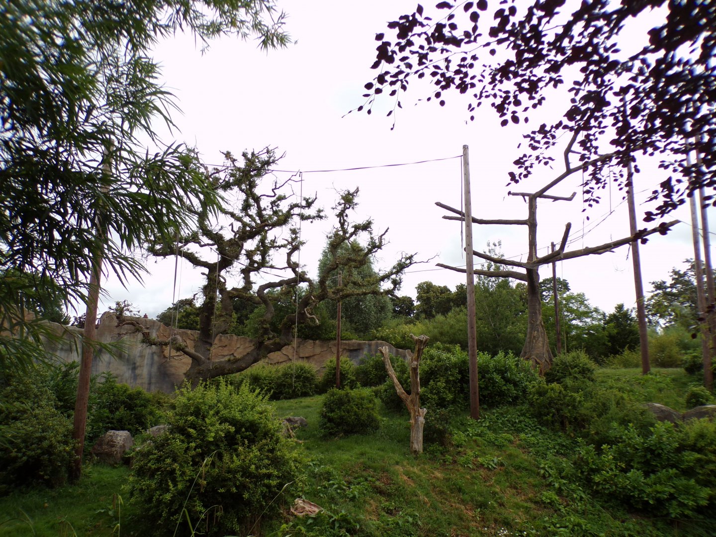 Sumatran orangutan enclosure 29.6.24
