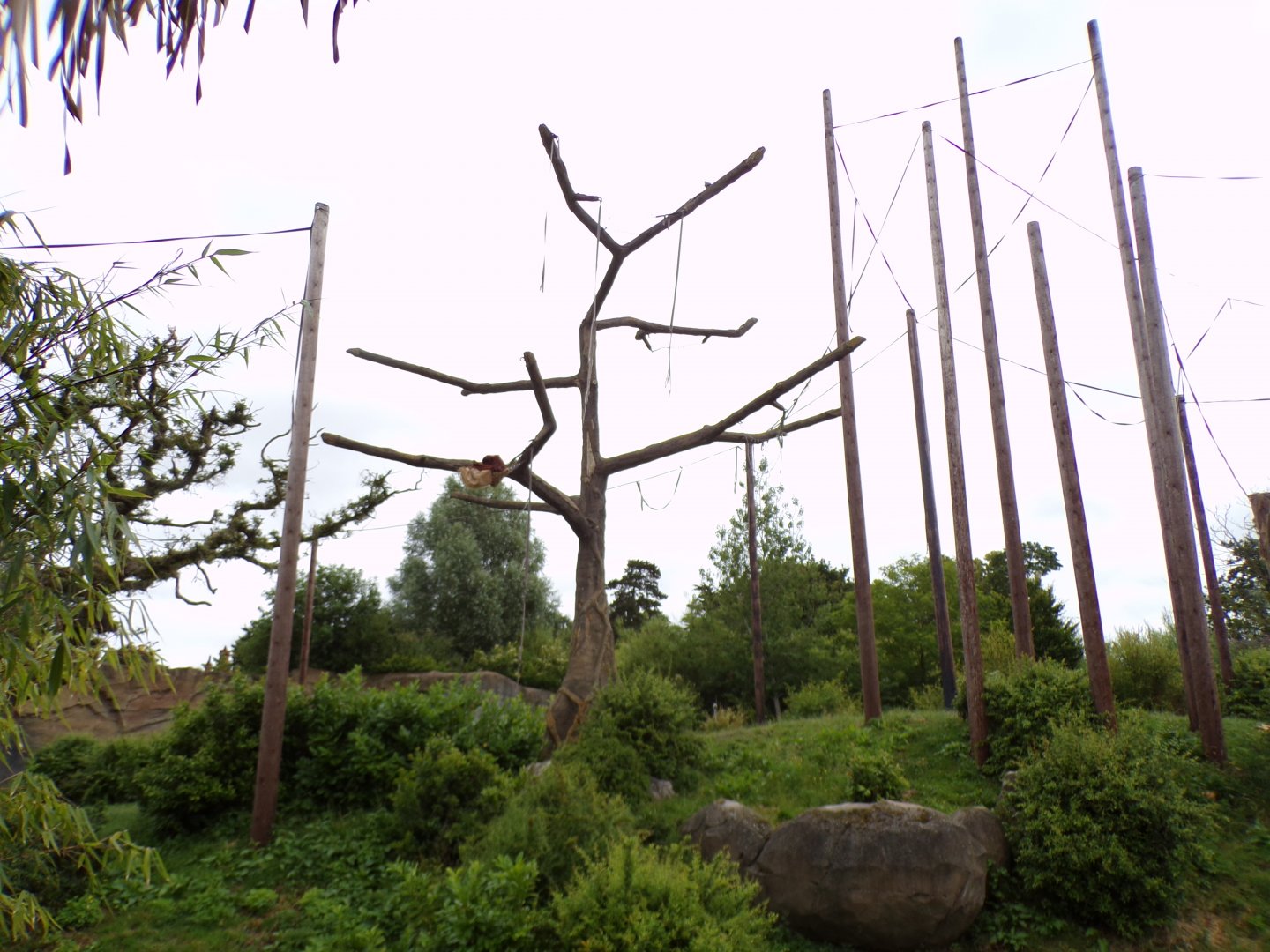 Sumatran orangutan enclosure 29.6.24
