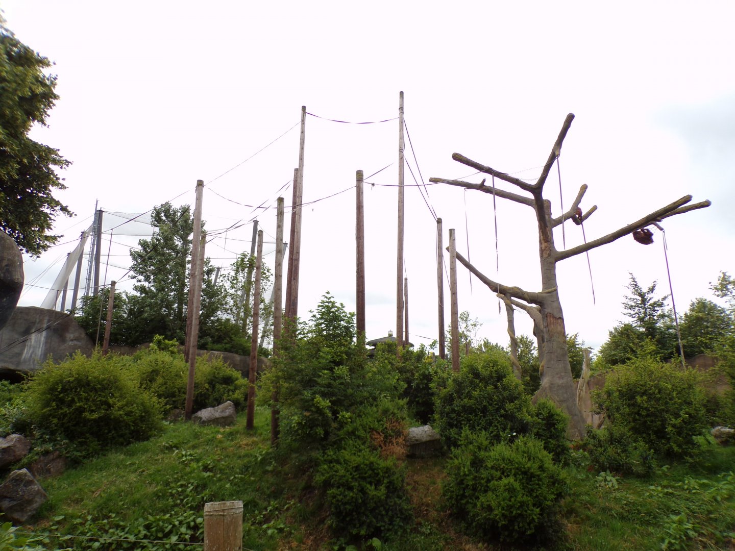 Sumatran orangutan enclosure 29.6.24