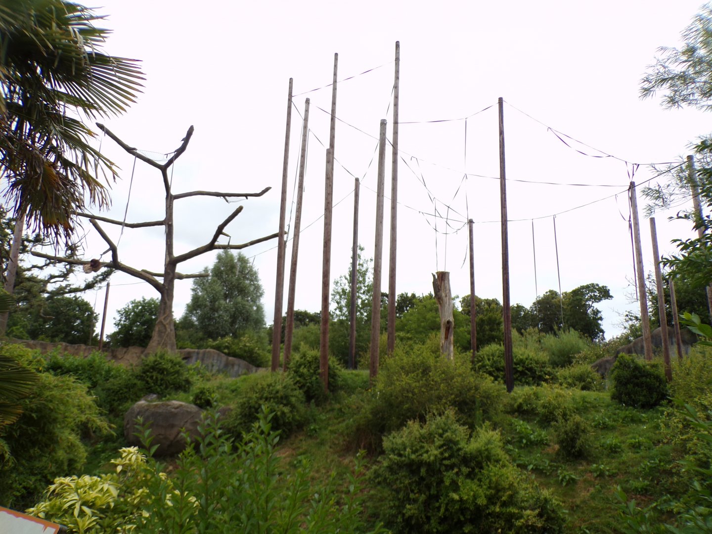 Sumatran orangutan enclosure 29.6.24