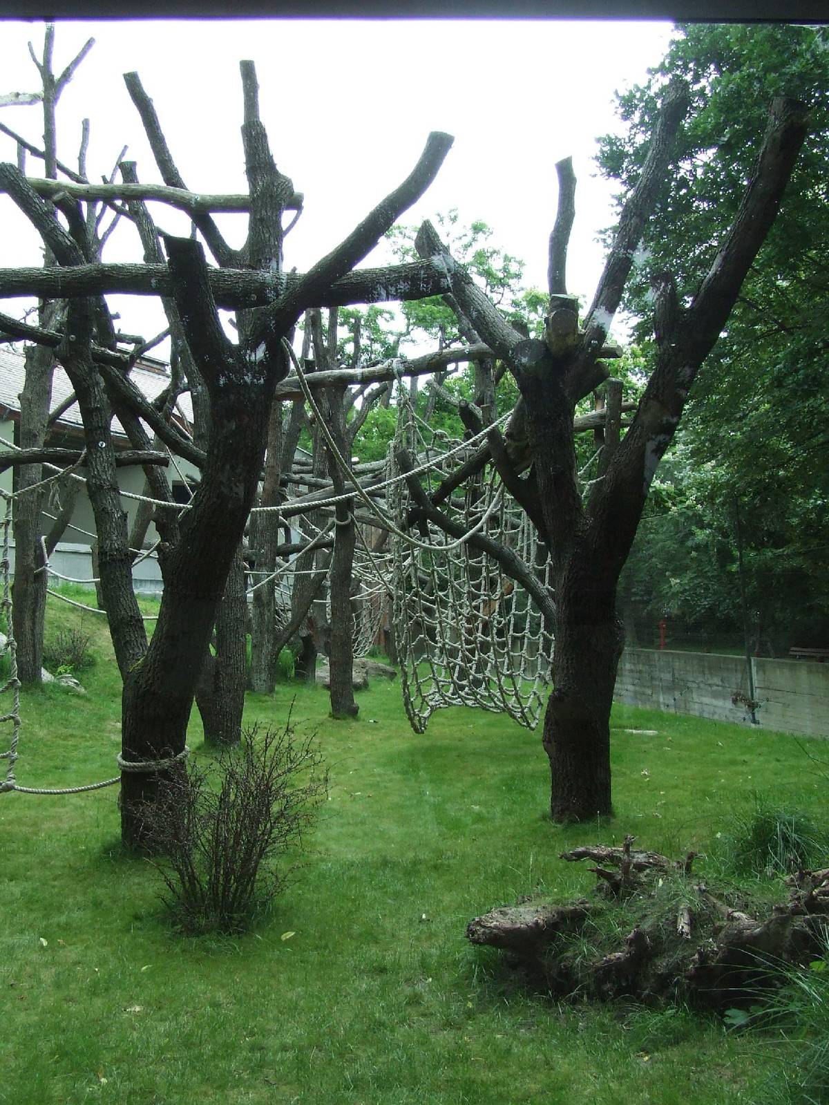 Sumatran orangutan enclosure @ Budapest Zoo