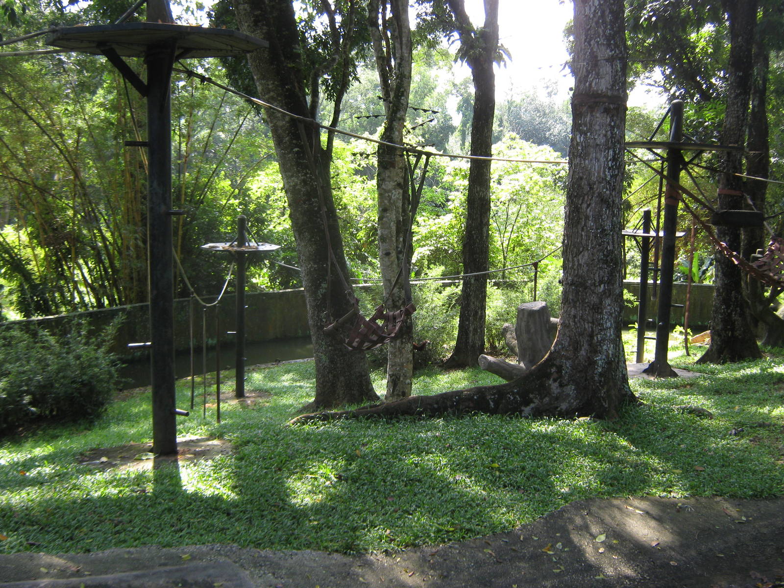 Sumatran orangutan enclosure