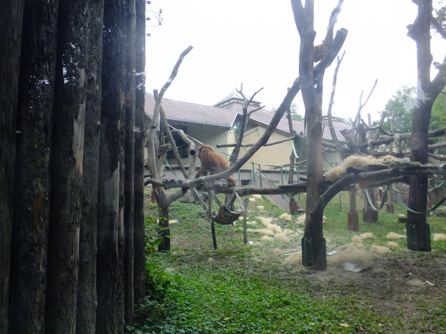 Sumatran orangutan enclosure