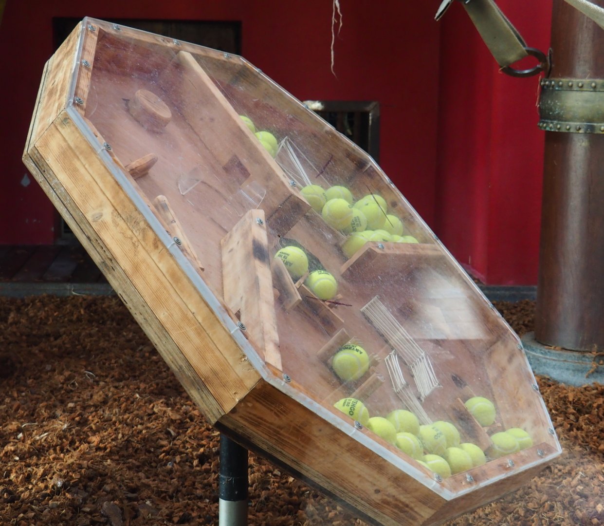 Sumatran orangutan enrichment table, 2021-09-02