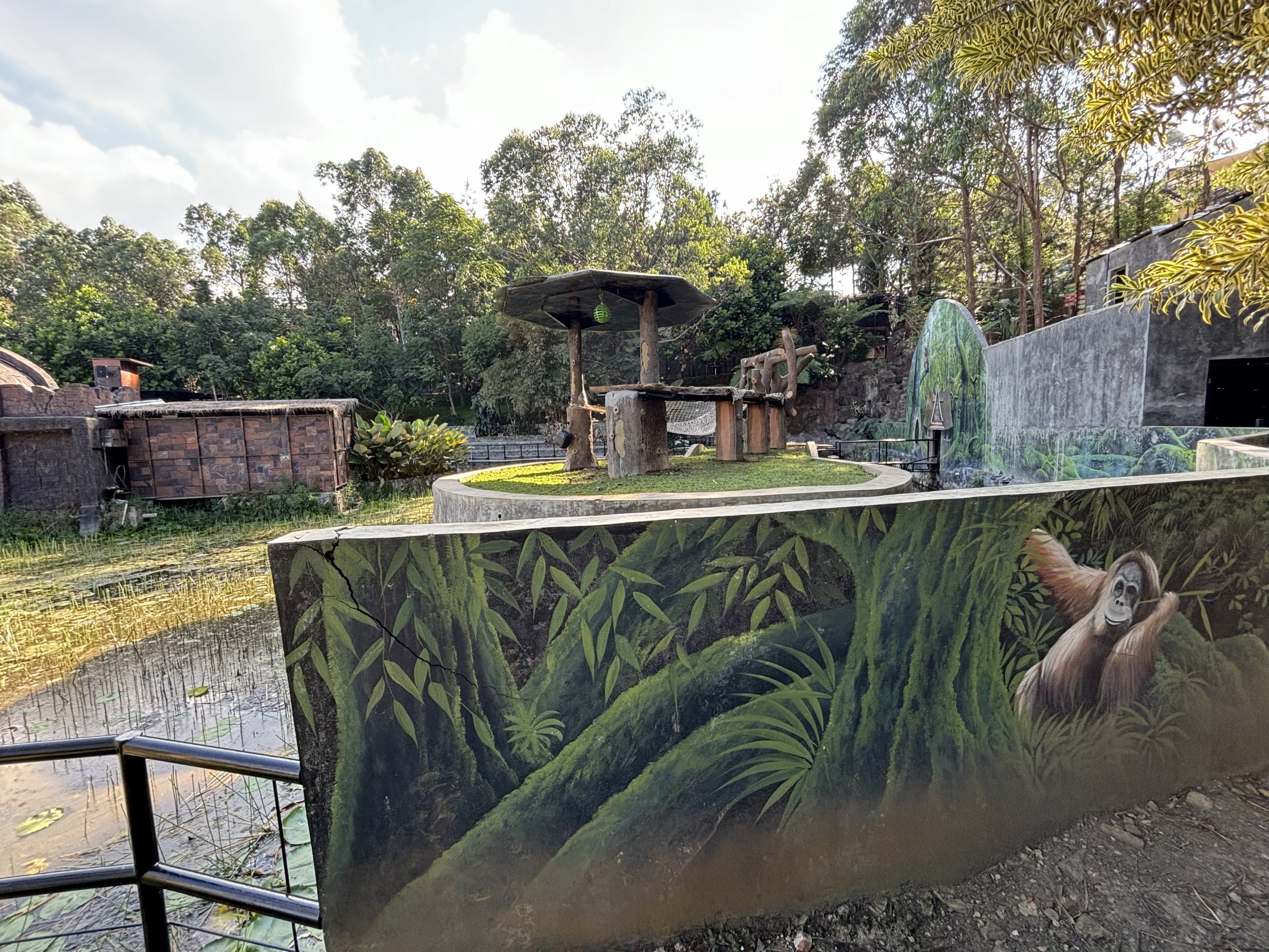 Sumatran Orangutan Exhibit #1