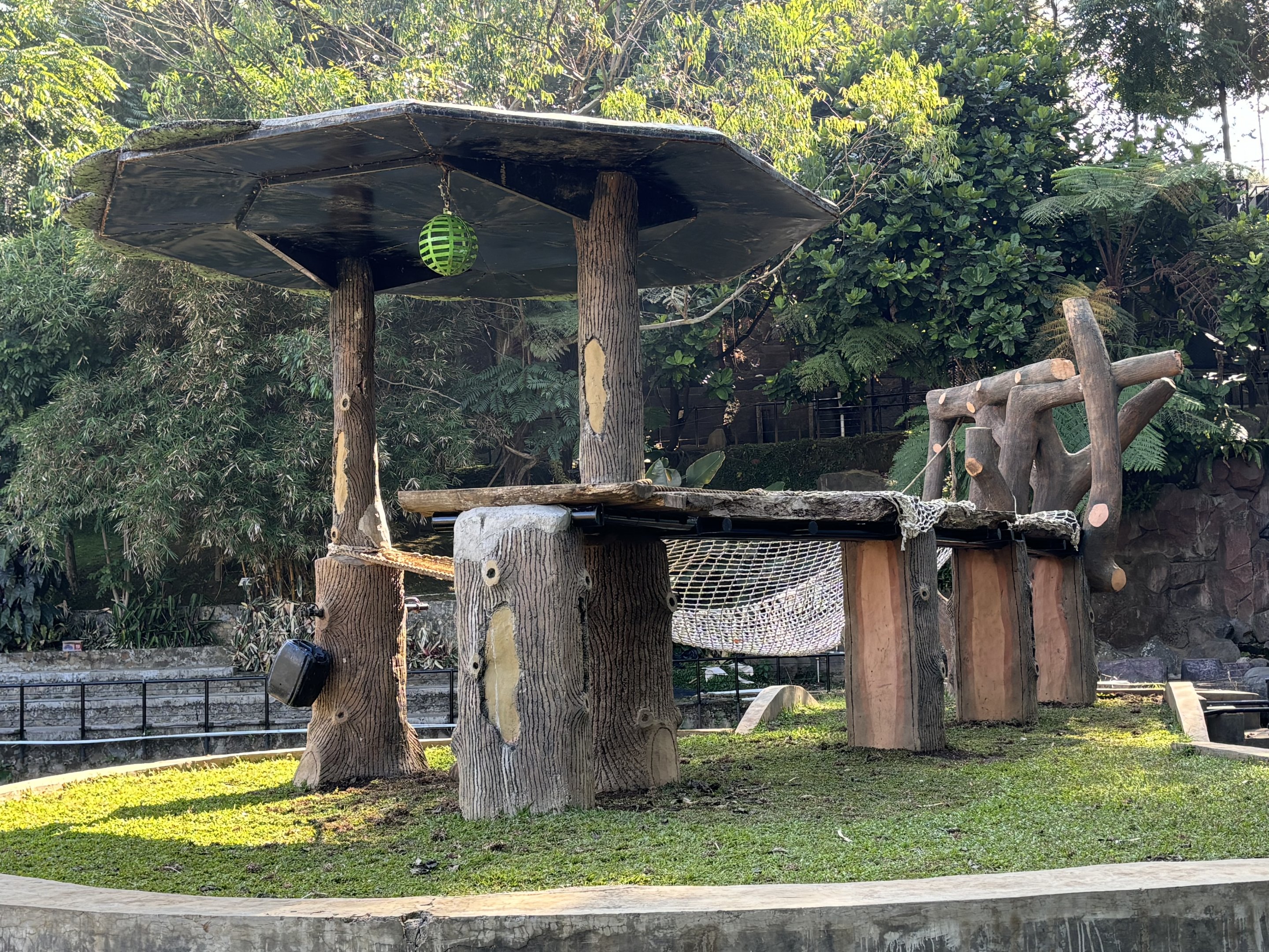 Sumatran Orangutan Exhibit #1