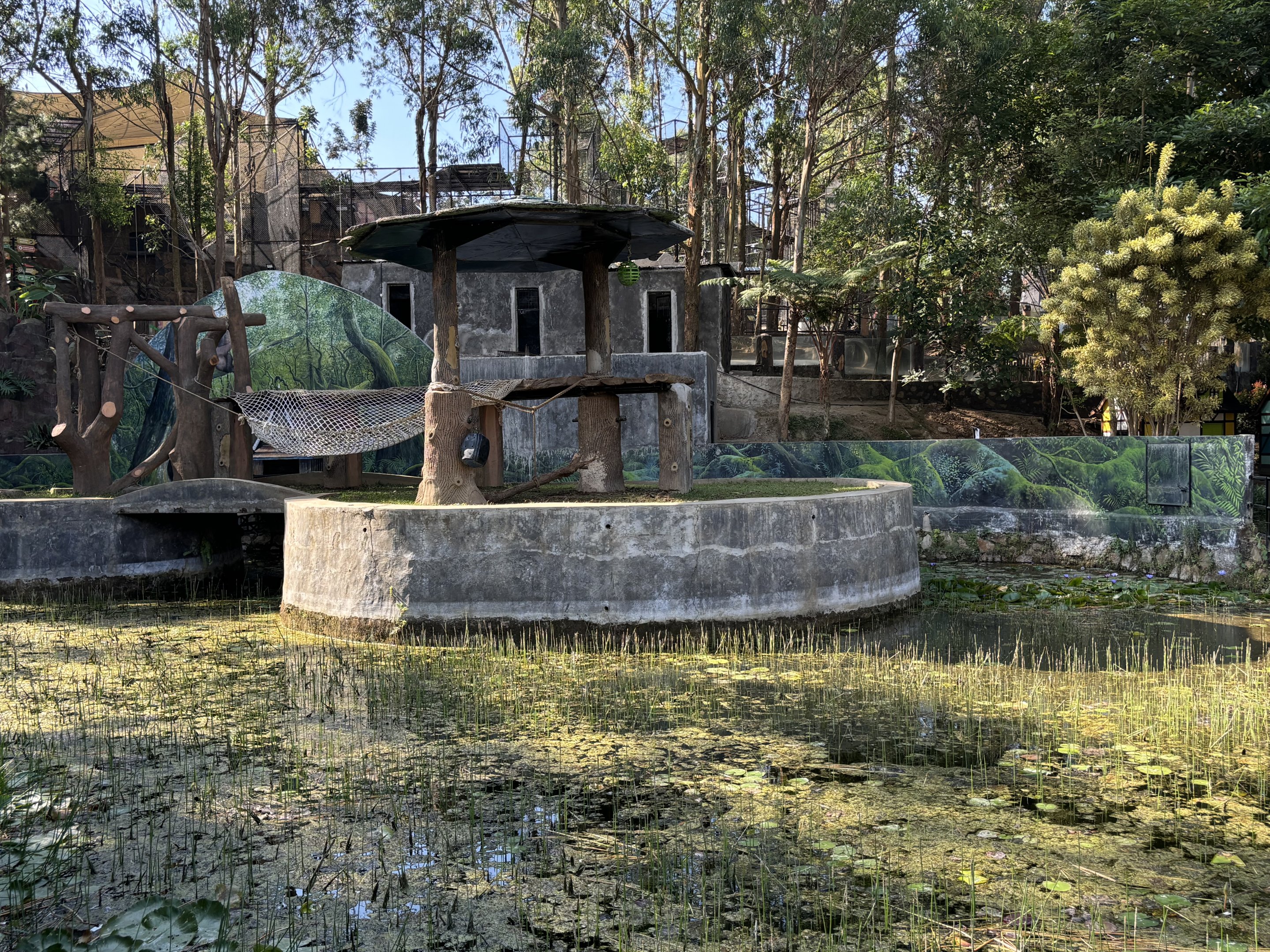 Sumatran Orangutan Exhibit #2