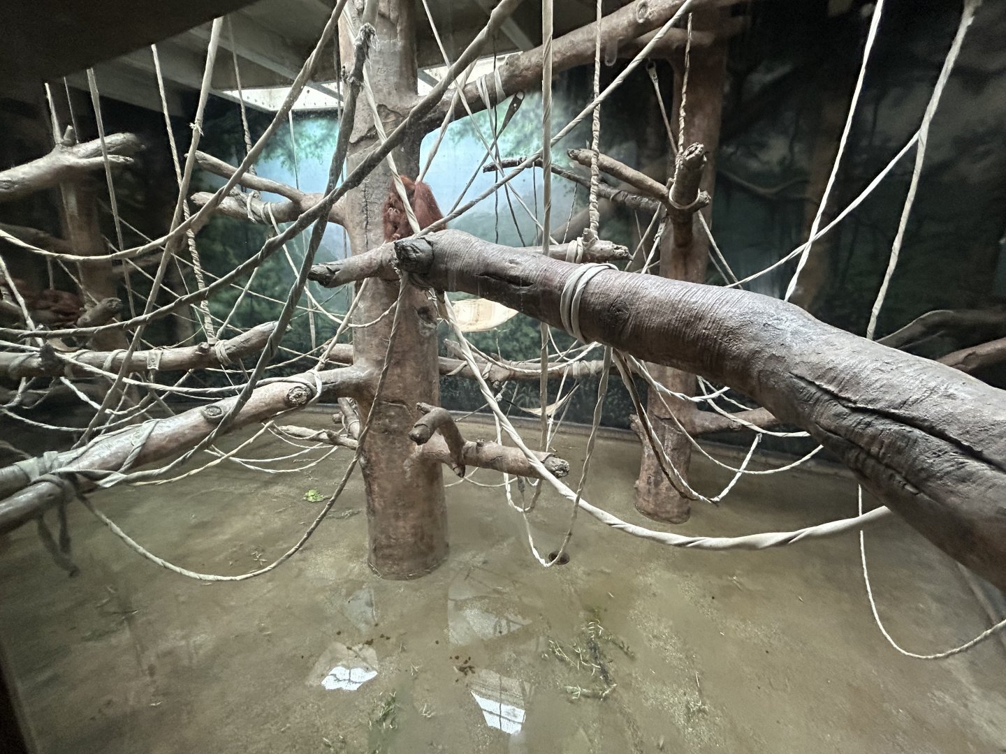 Sumatran Orangutan Exhibit - Asian Trek