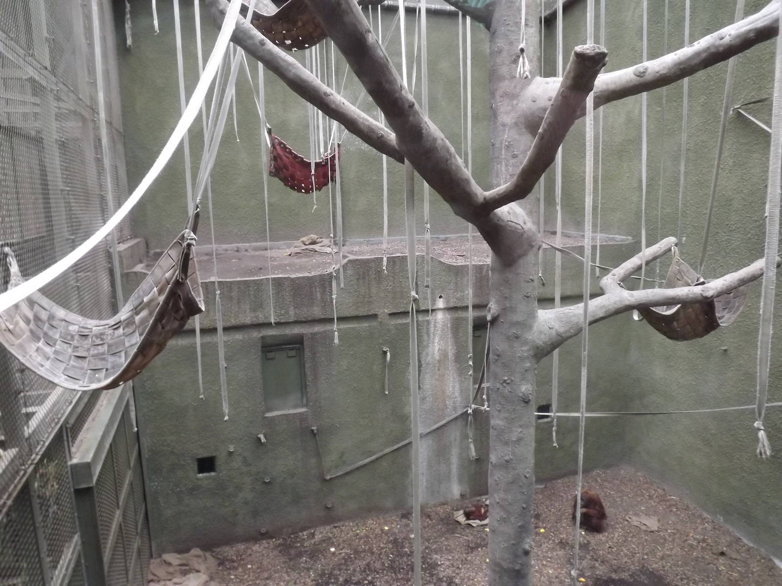 Sumatran Orangutan exhibit at Chester Zoo 31/03/12