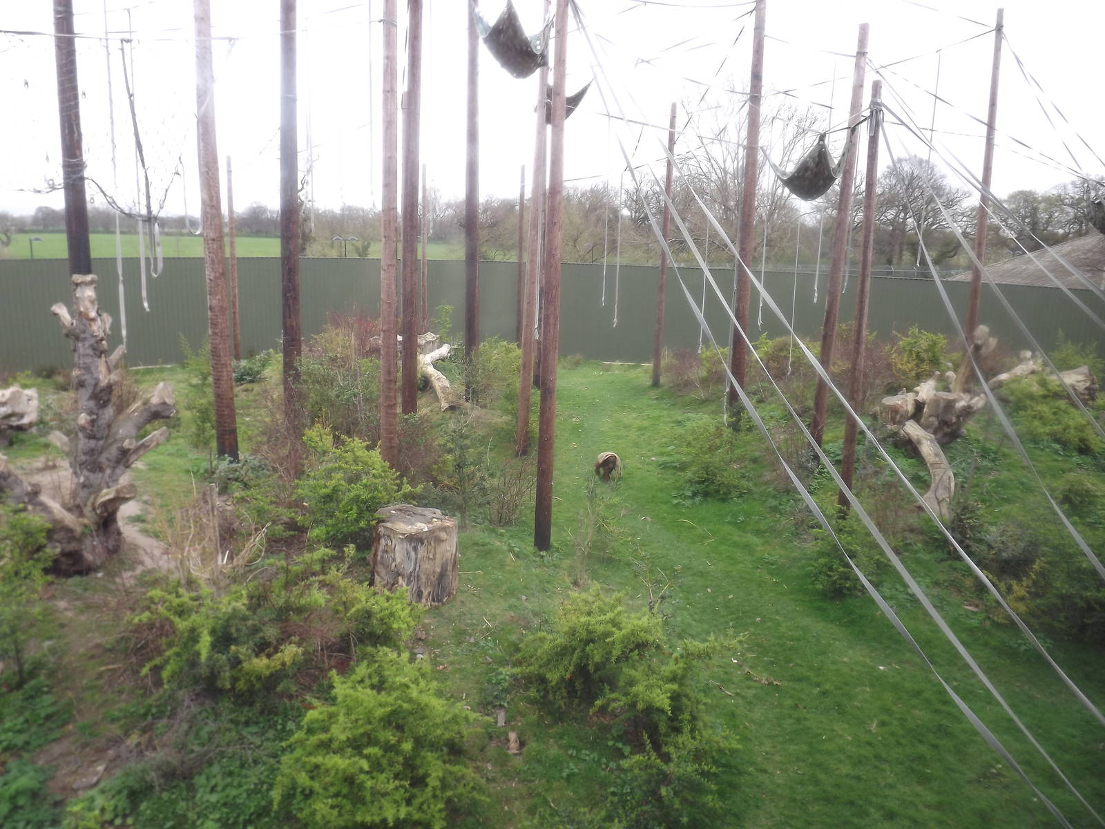 Sumatran Orangutan exhibit at Chester Zoo 31/03/12