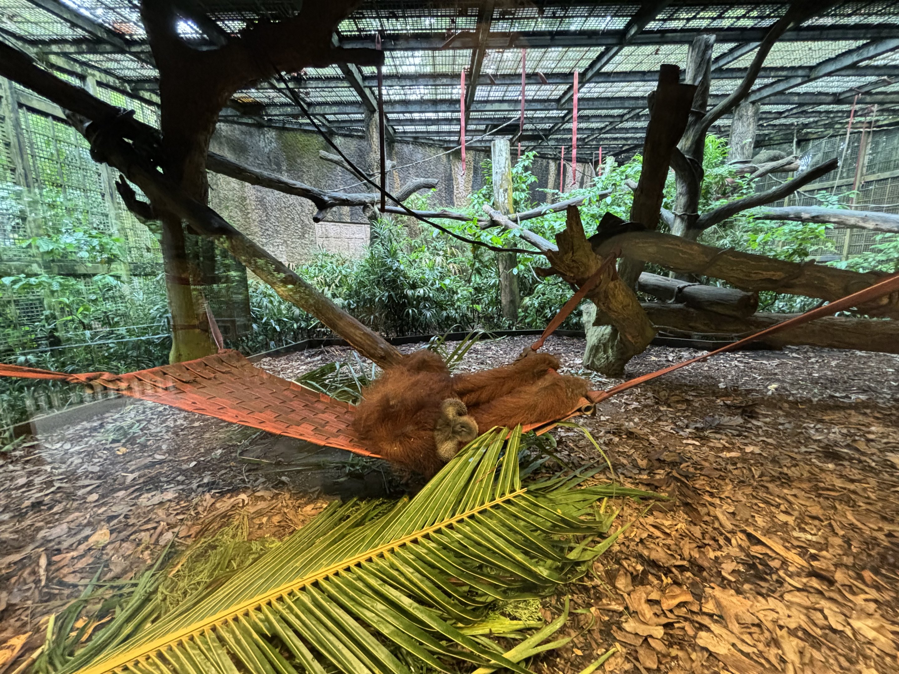 Sumatran Orangutan Exhibit (bachelor pad)