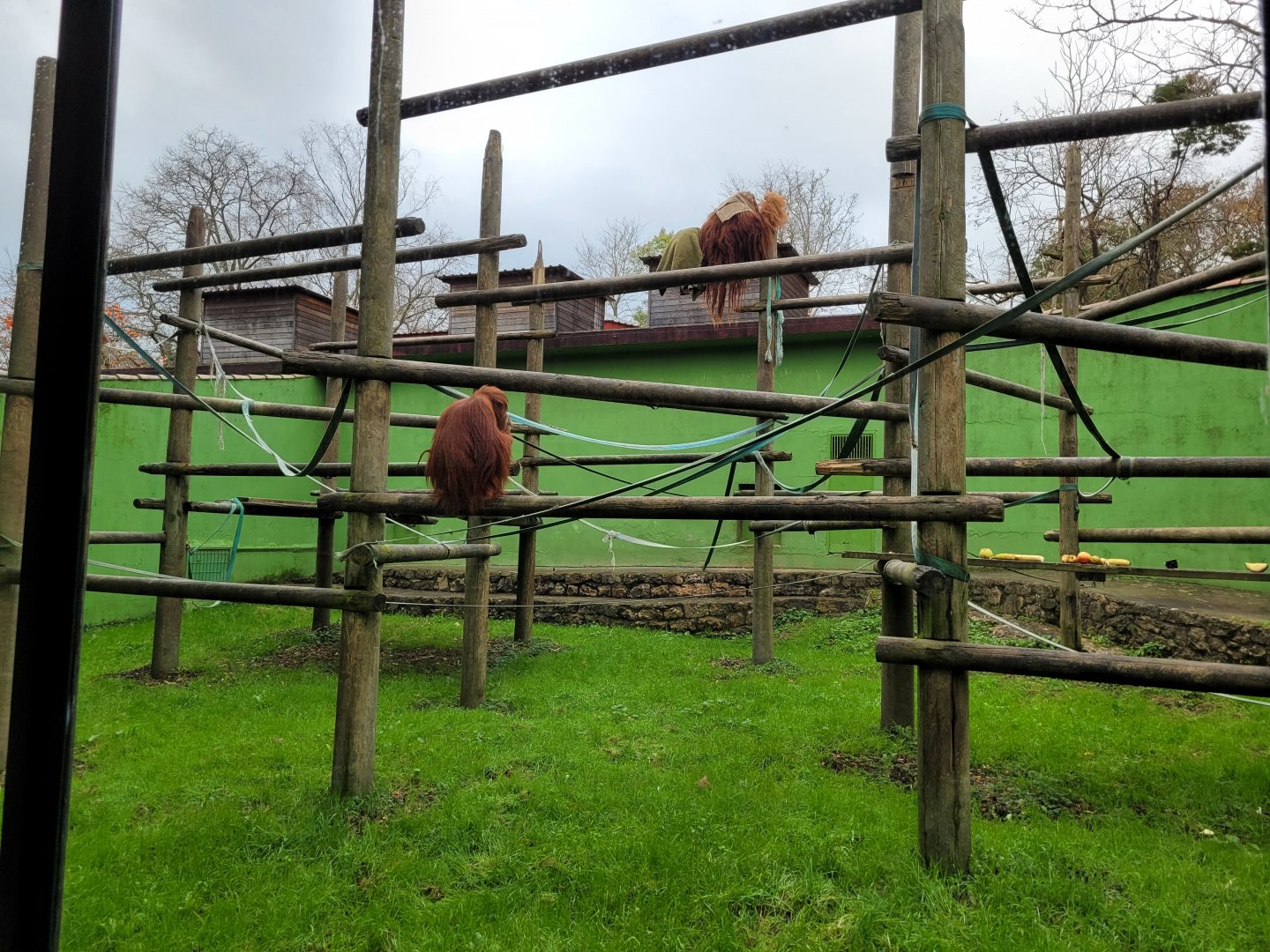 Sumatran orangutan exhibit -Zoo de Santillana del Mar (2023)