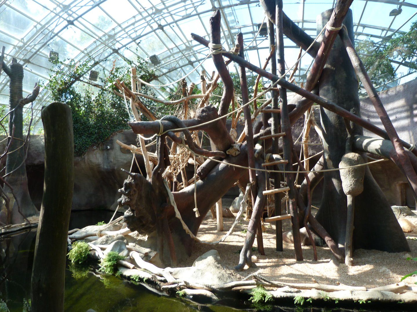 Sumatran orangutan exhibit -Zoo Praha (2025)