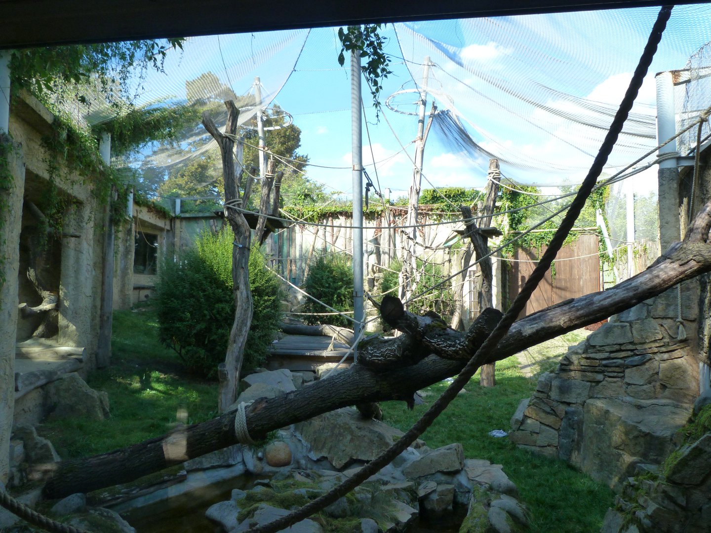 Sumatran orangutan exhibit -Zoo Praha (2025)