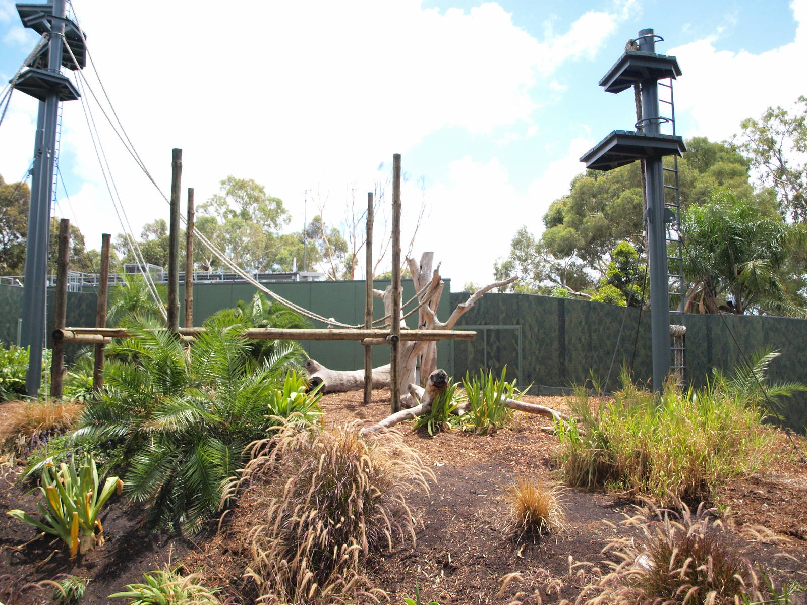 Sumatran Orangutan Exhibit