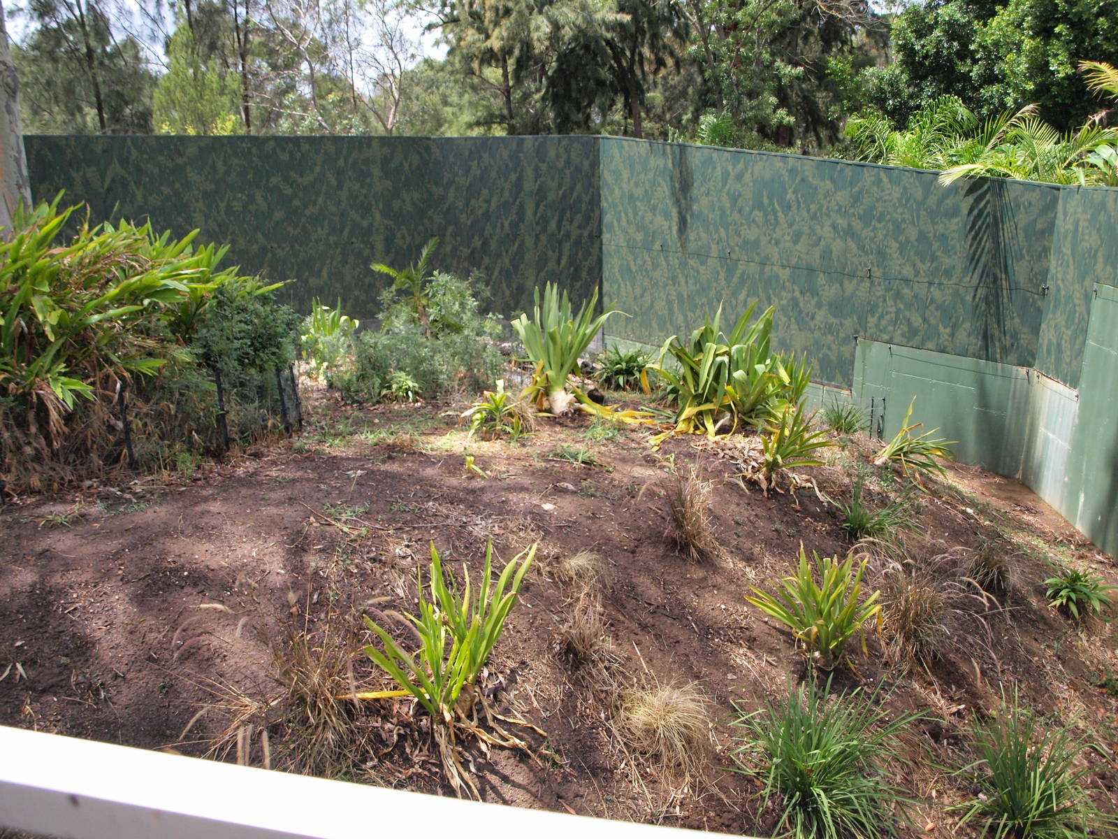 Sumatran Orangutan Exhibit