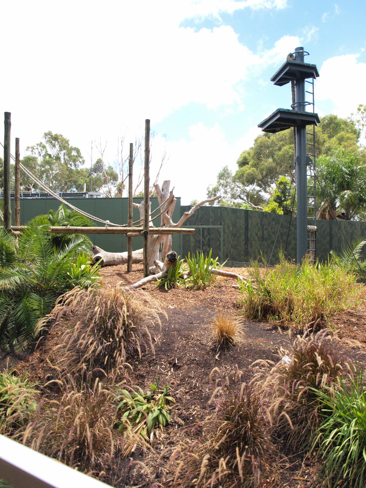 Sumatran Orangutan Exhibit