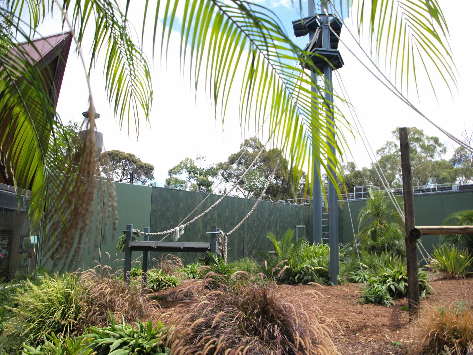 Sumatran Orangutan Exhibit