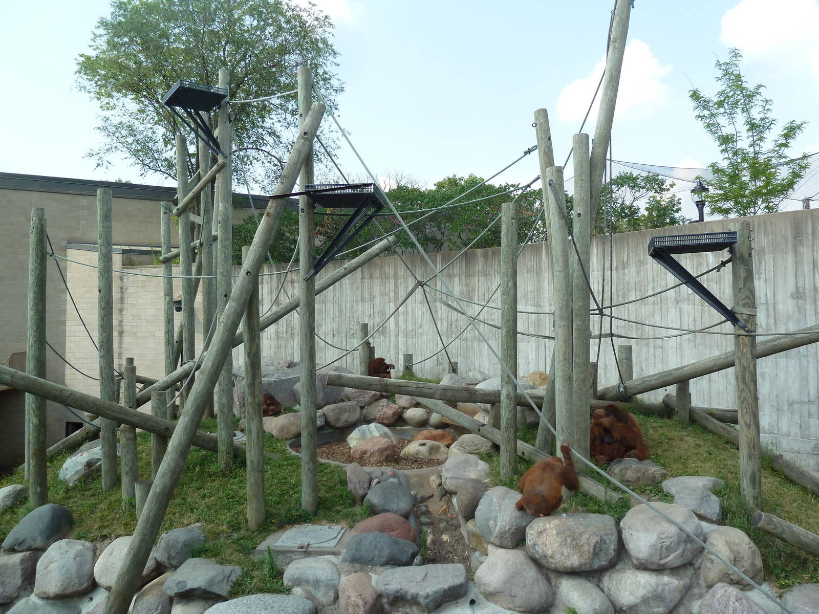 Sumatran Orangutan Exhibit