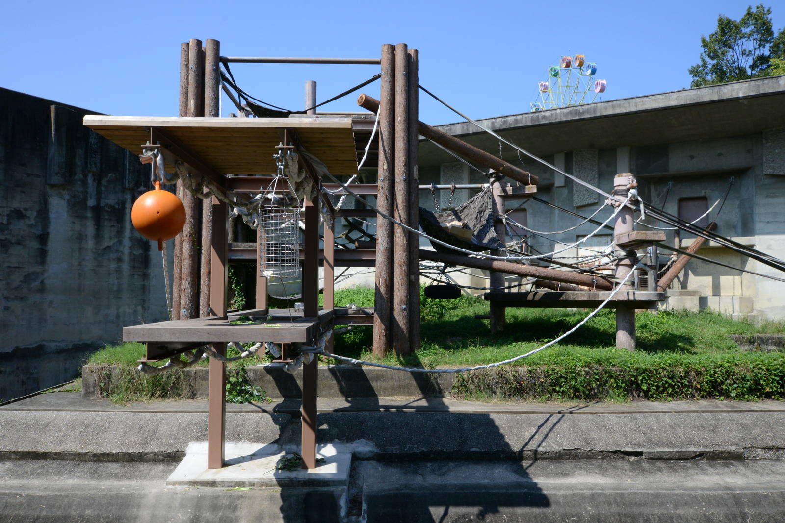 Sumatran orangutan exhibit