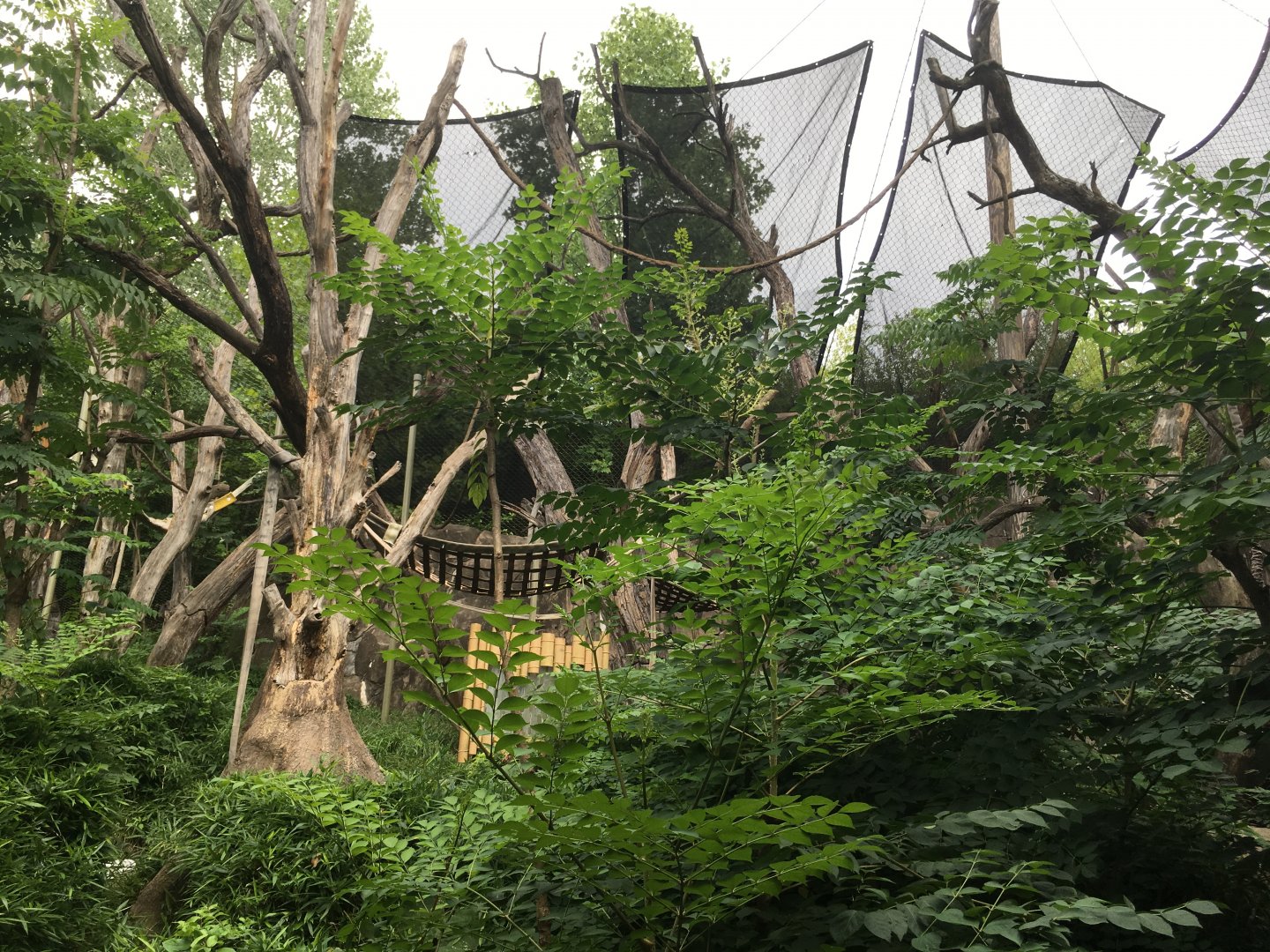 Sumatran Orangutan Exhibit