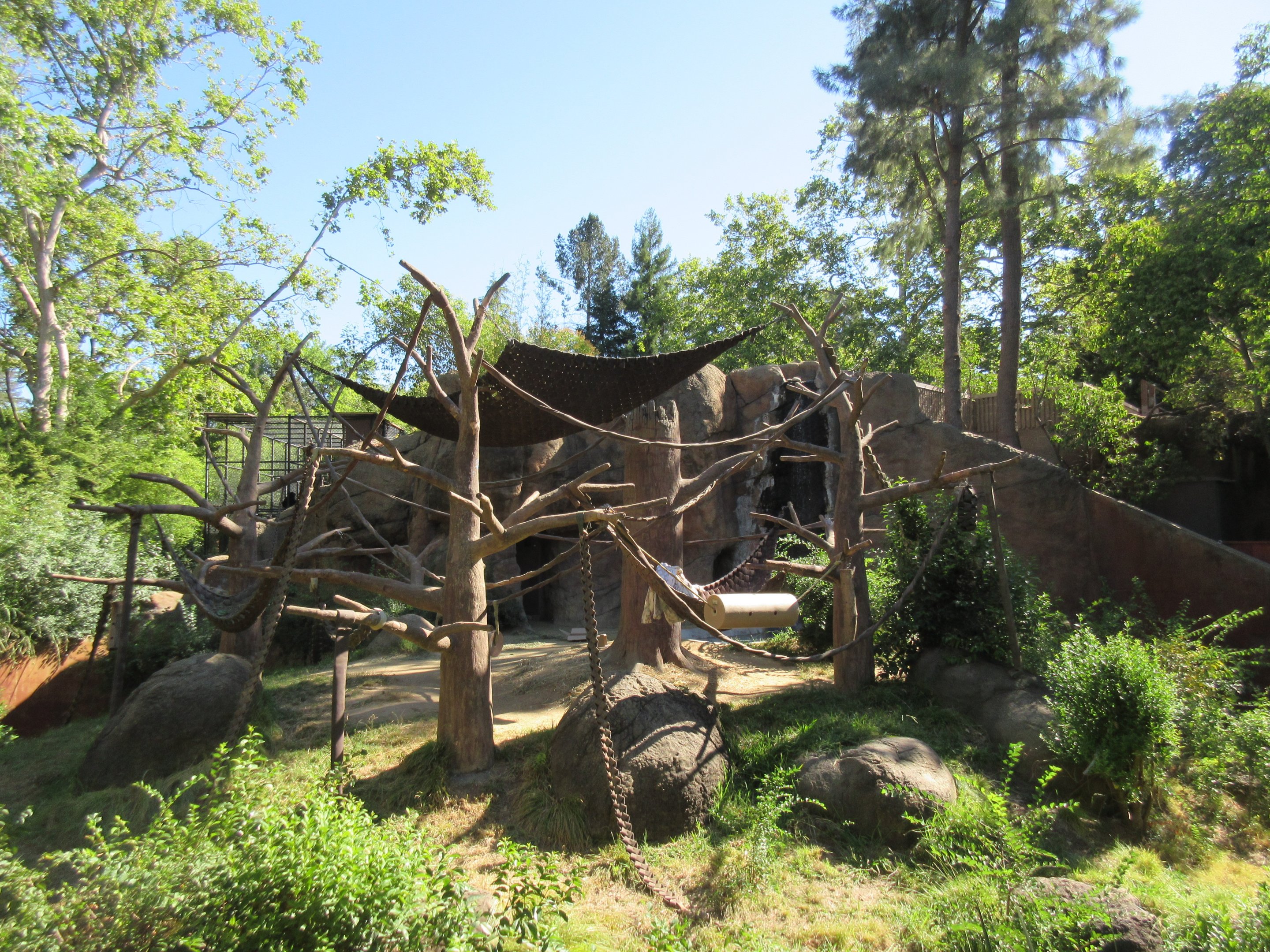 Sumatran Orangutan Exhibit