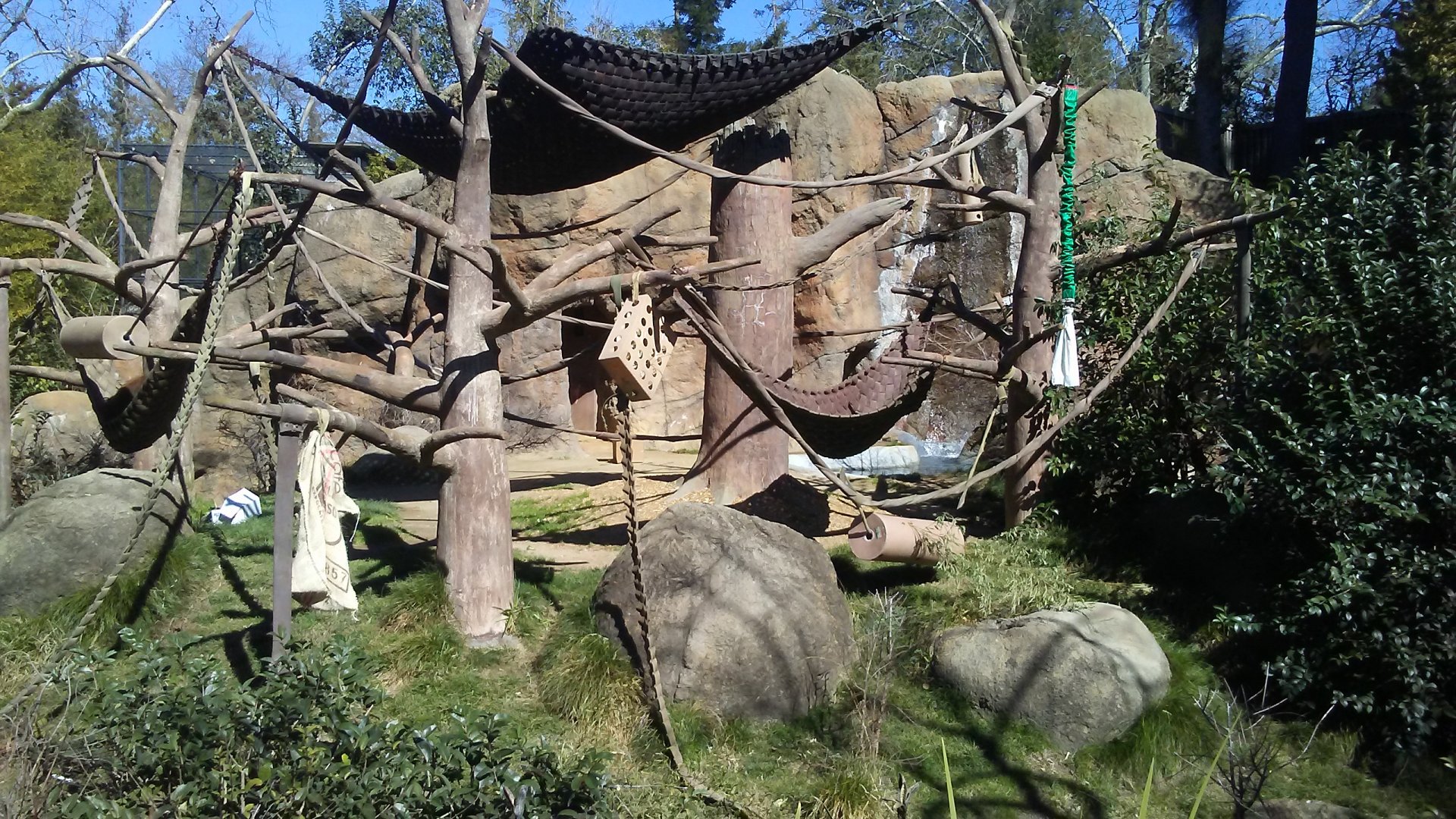 Sumatran orangutan exhibit