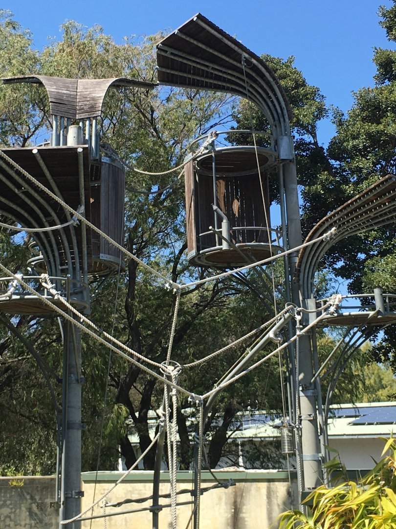 Sumatran Orangutan Exhibit