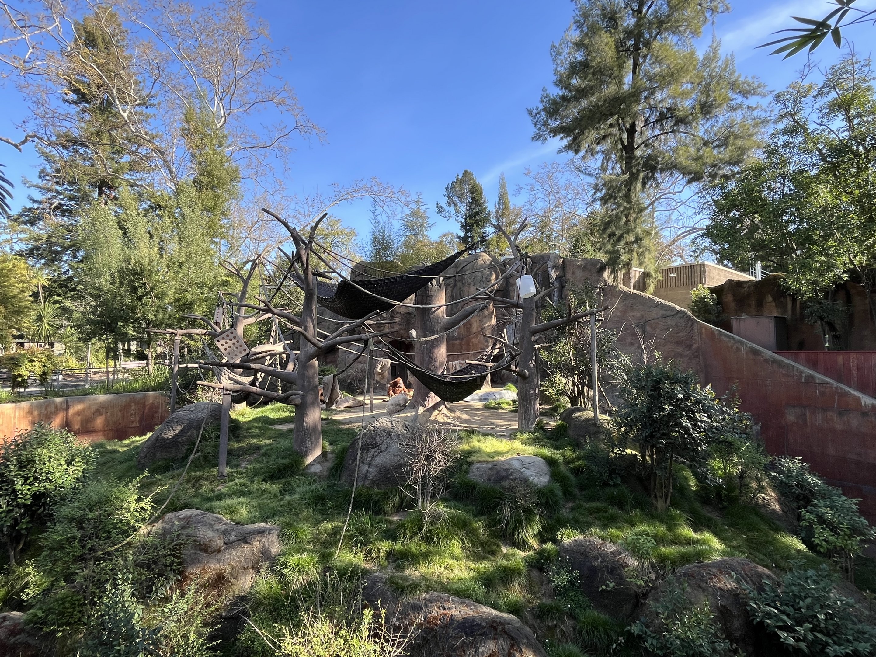 Sumatran Orangutan Exhibit