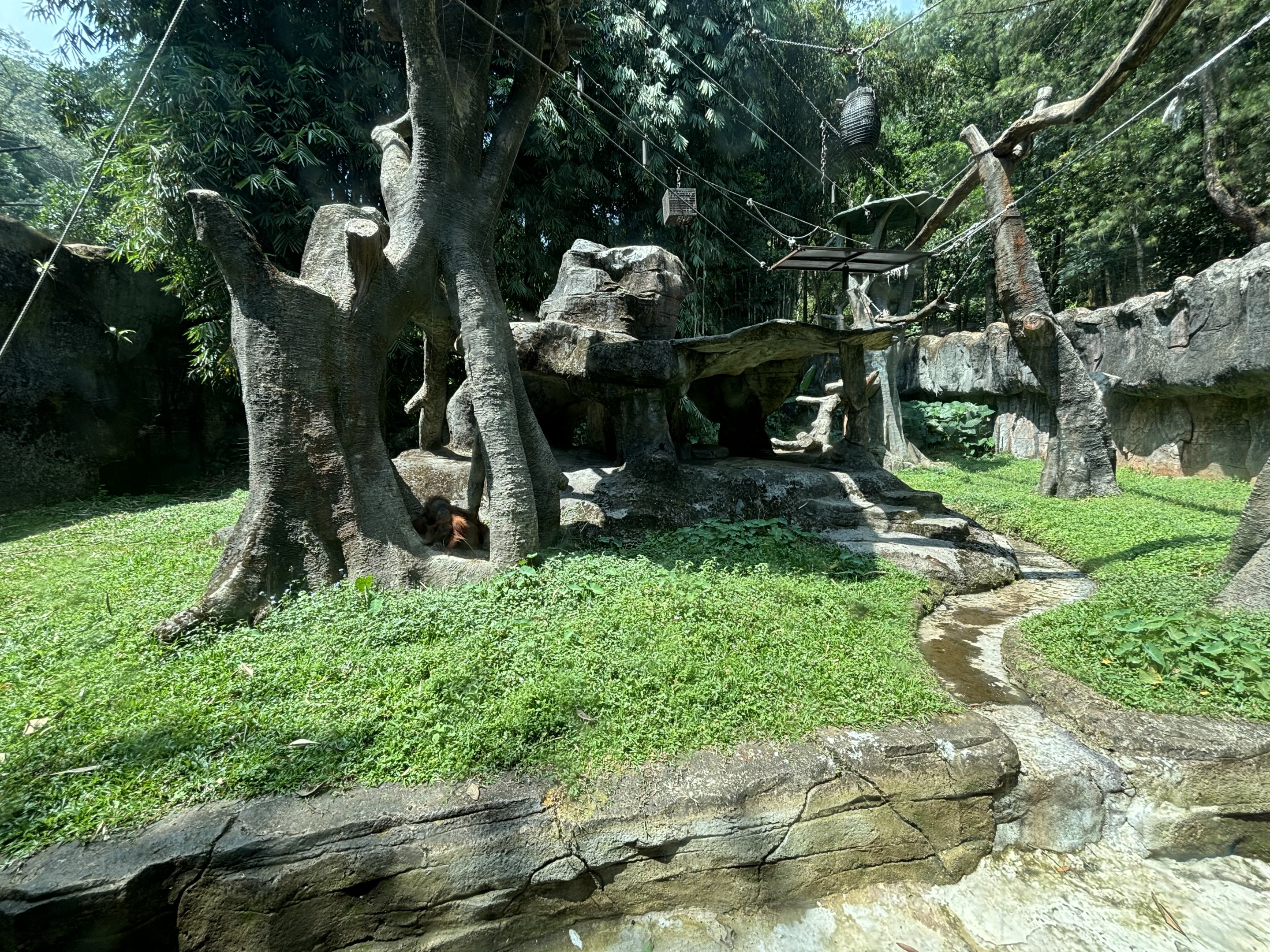 Sumatran Orangutan Exhibit