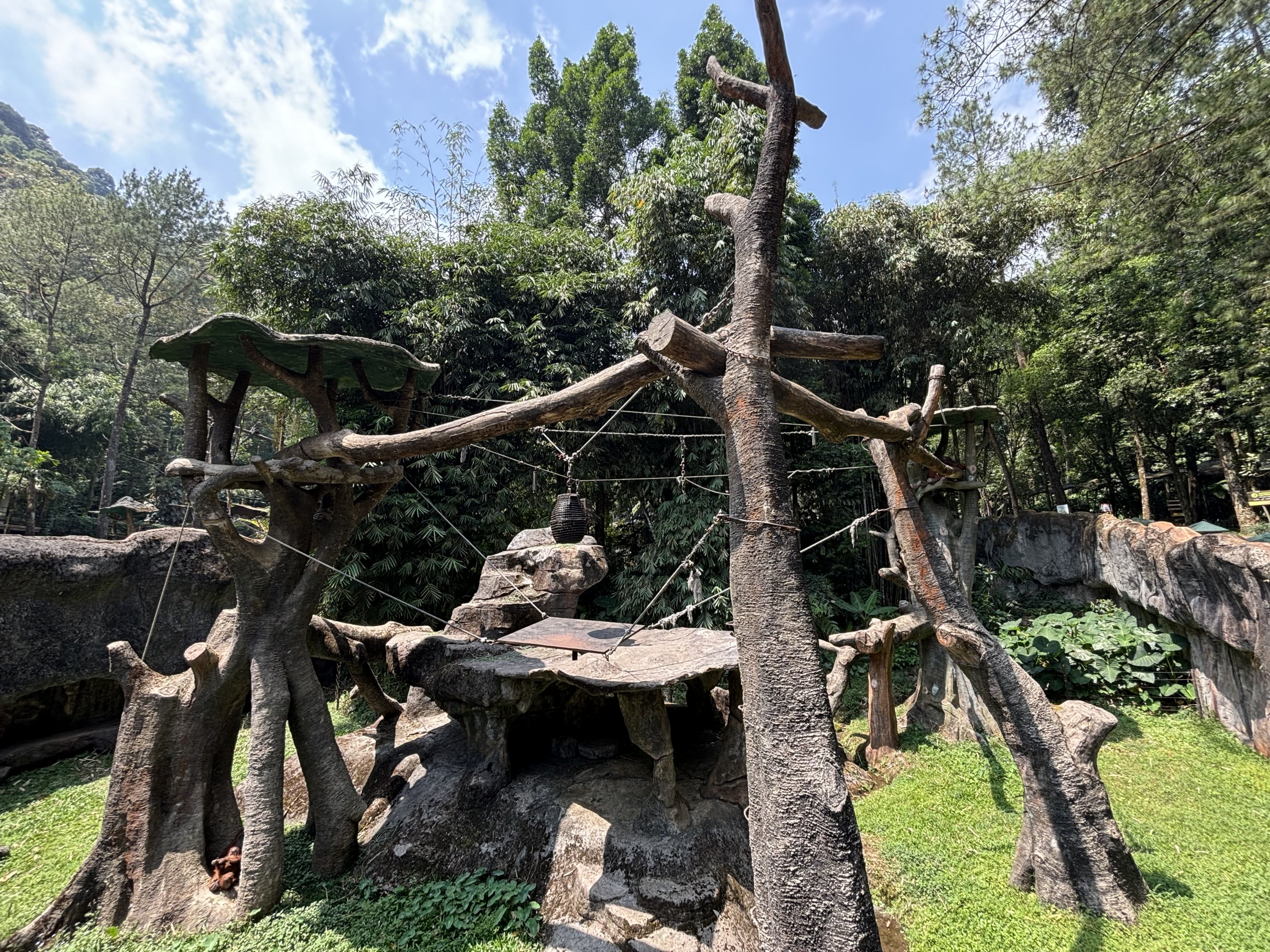Sumatran Orangutan Exhibit