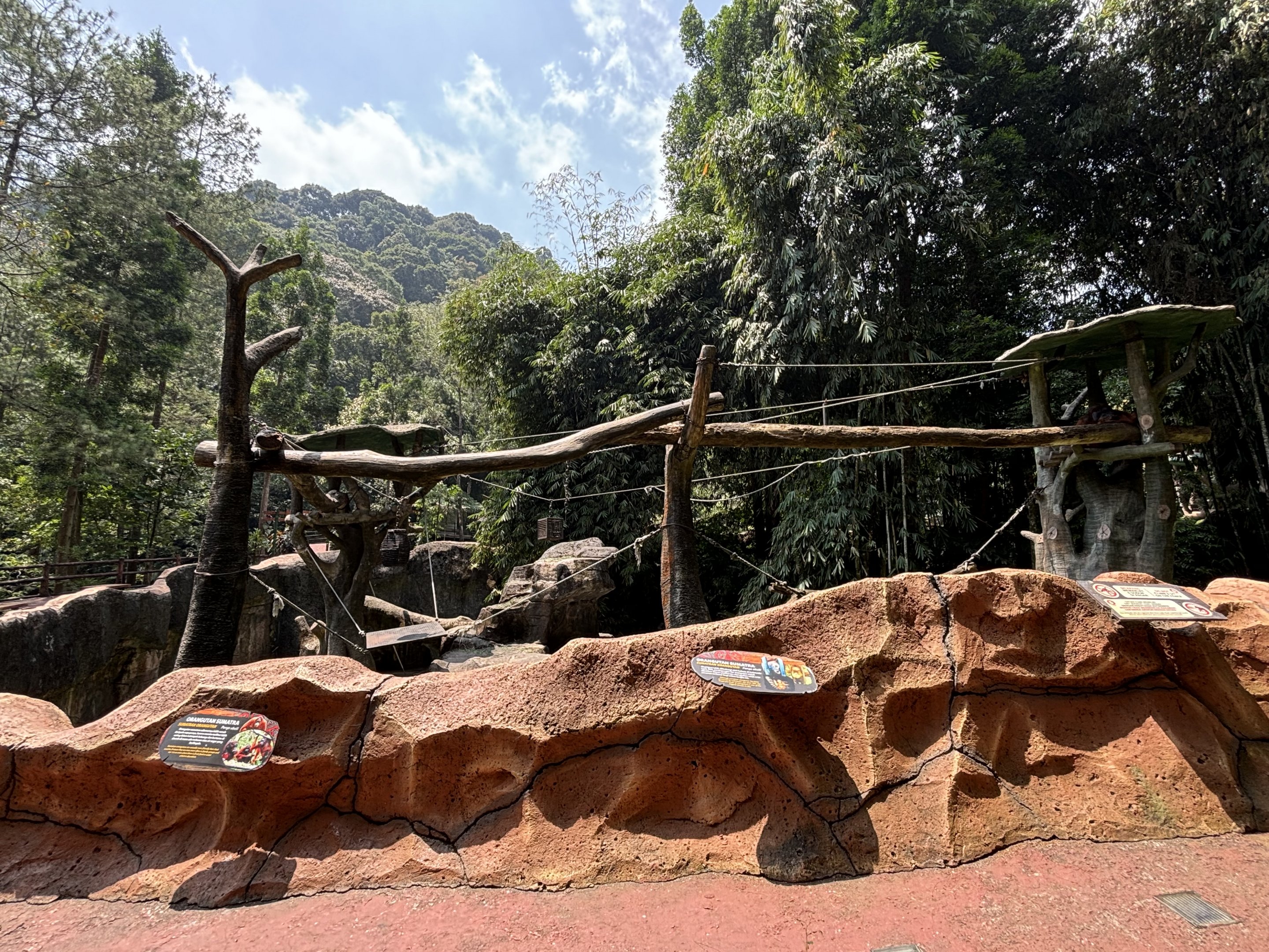 Sumatran Orangutan Exhibit