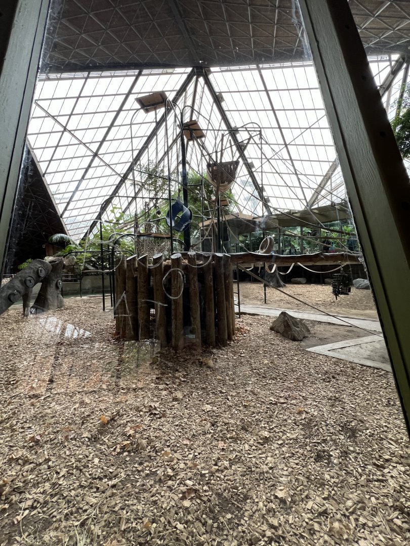 Sumatran Orangutan Exhibit