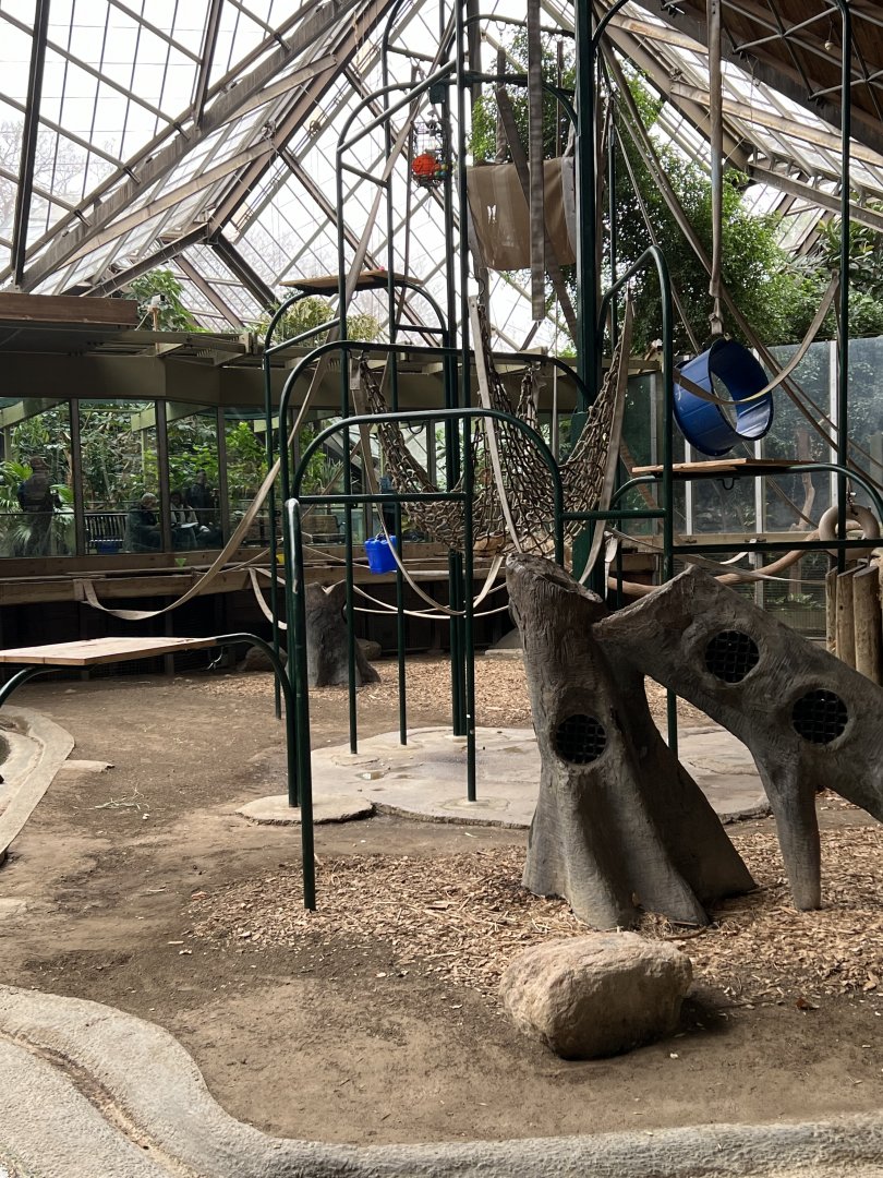 Sumatran Orangutan Exhibit